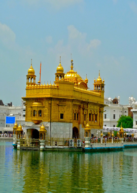 Bougainvilleas on Lombard Street,  San Francisco, Tokyo